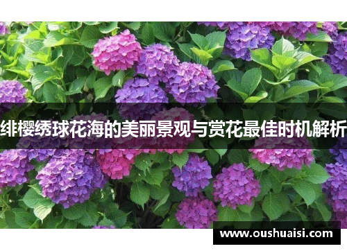 绯樱绣球花海的美丽景观与赏花最佳时机解析